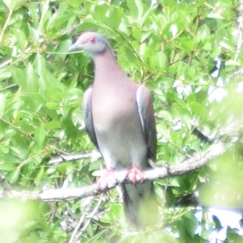 Pale-vented Pigeon - ML625729496