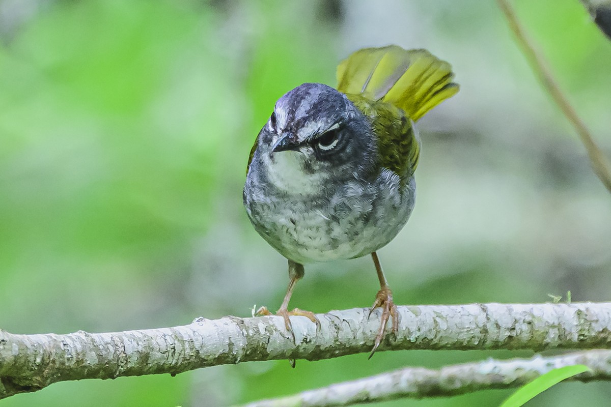 White-browed Warbler - ML625729658