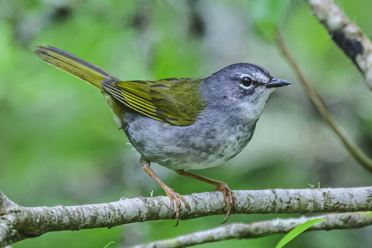 White-browed Warbler - ML625729662