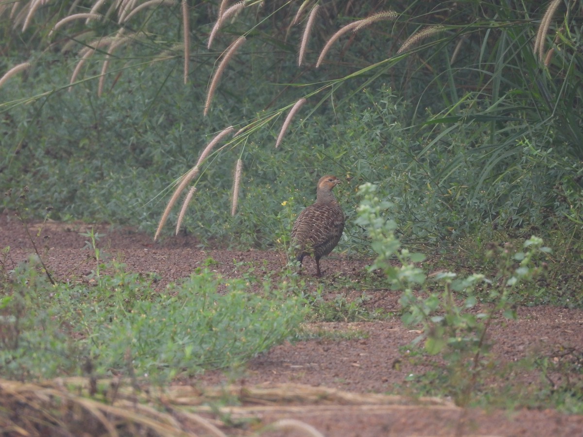 Gray Francolin - ML625729663