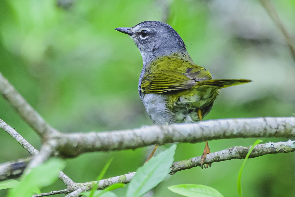 White-browed Warbler - ML625729664