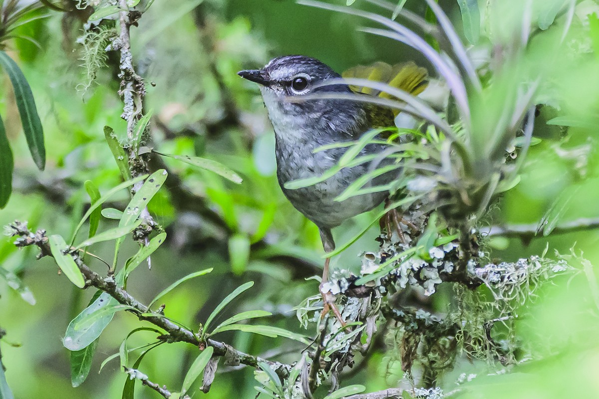 White-browed Warbler - ML625729694