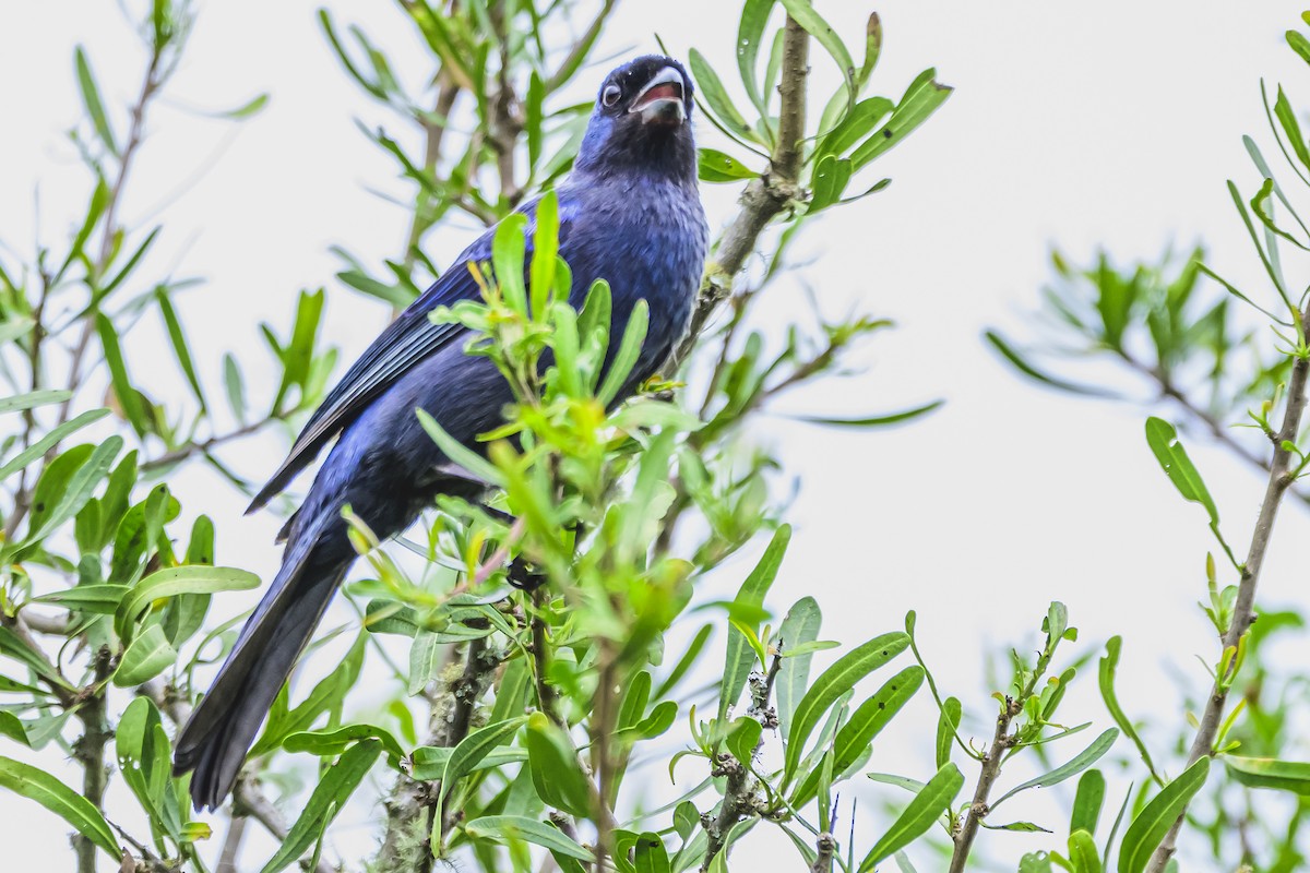 Diademed Tanager - ML625729704