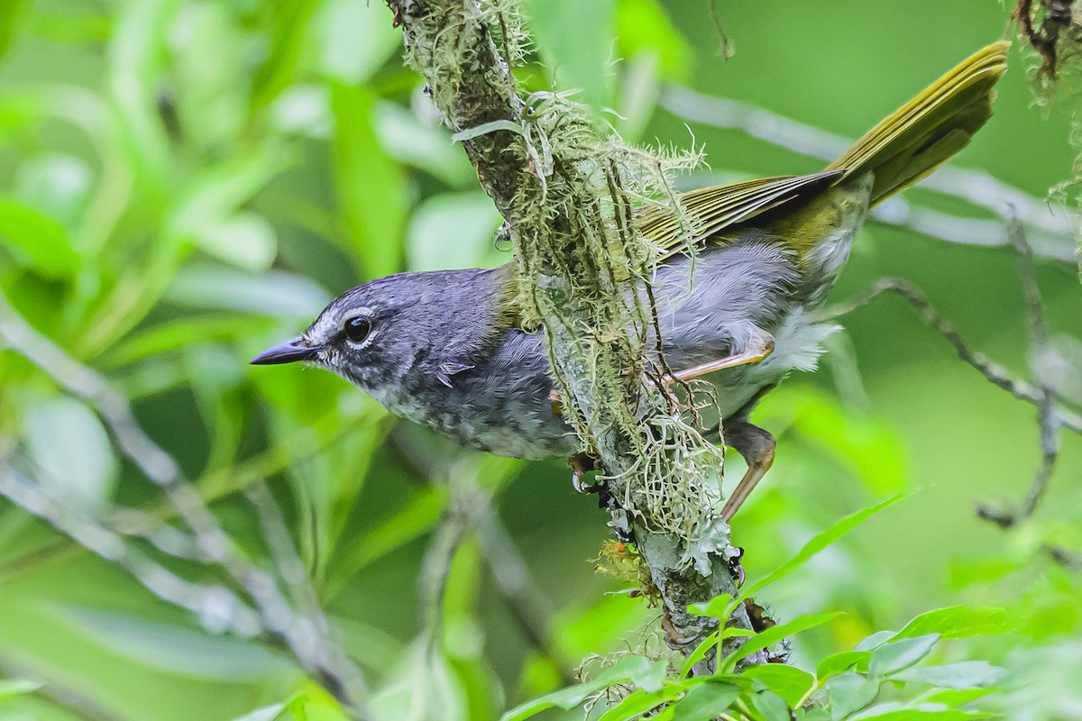 White-browed Warbler - ML625729733