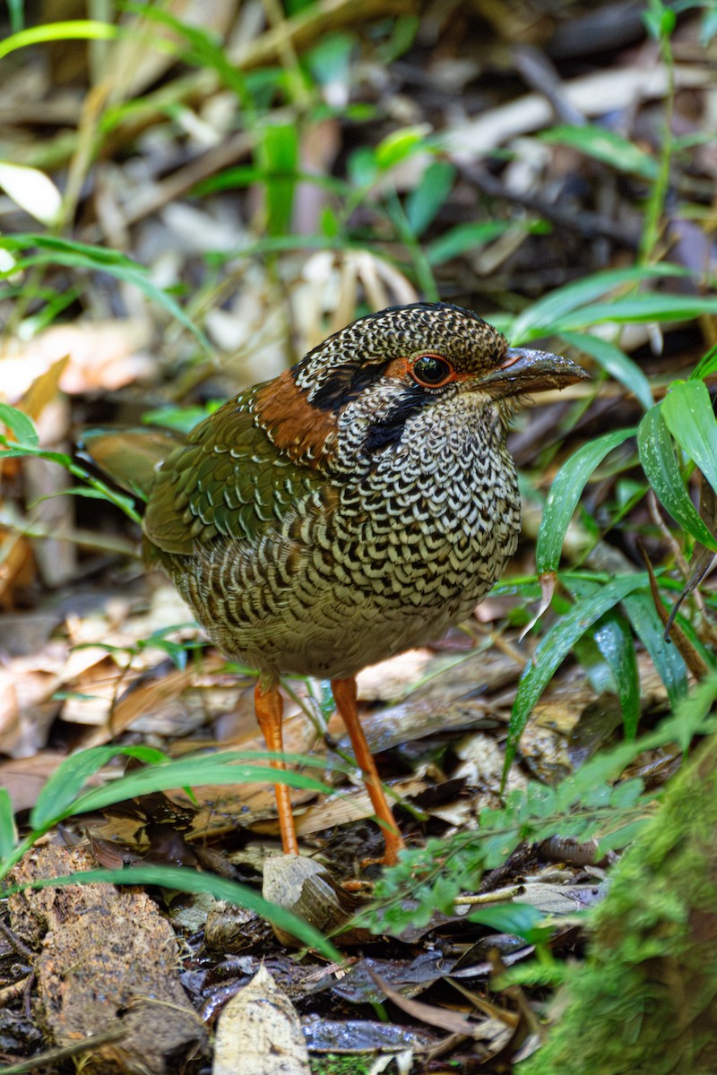 Scaly Ground-Roller - ML625729873