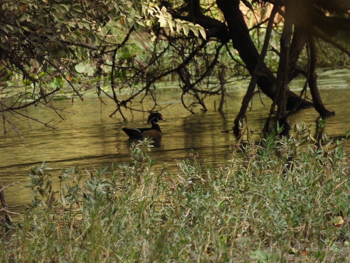 Wood Duck - ML625729890