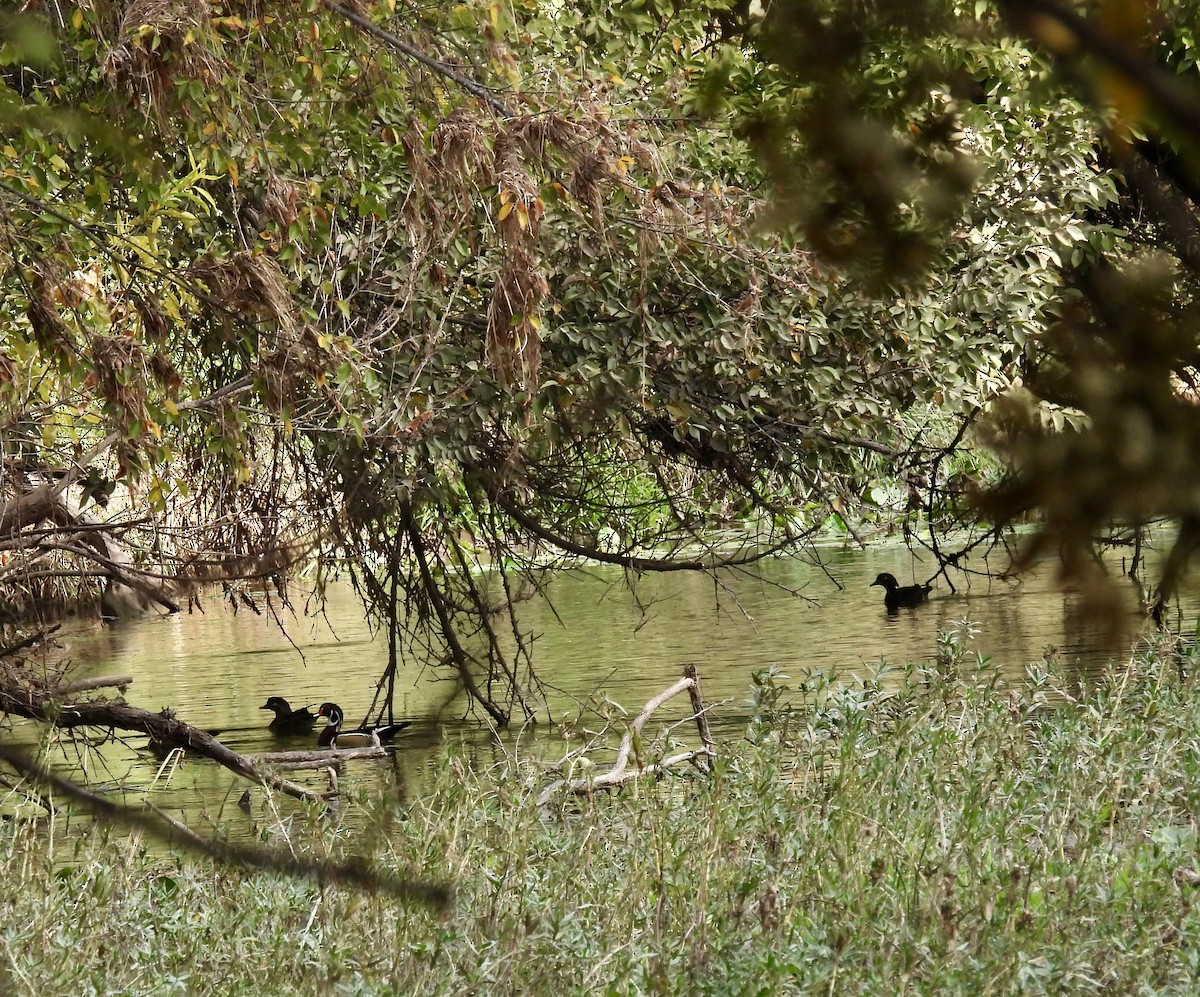 Wood Duck - ML625729891