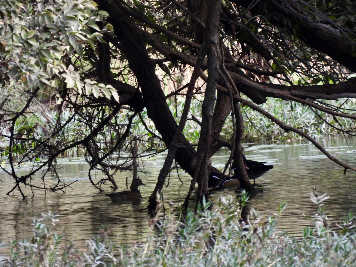 Wood Duck - ML625729892