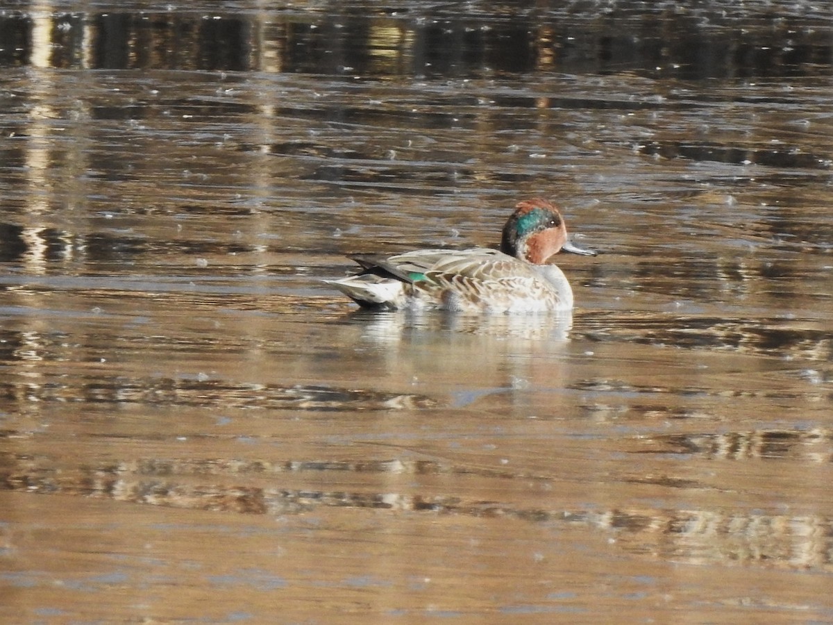 Green-winged Teal - ML625729964