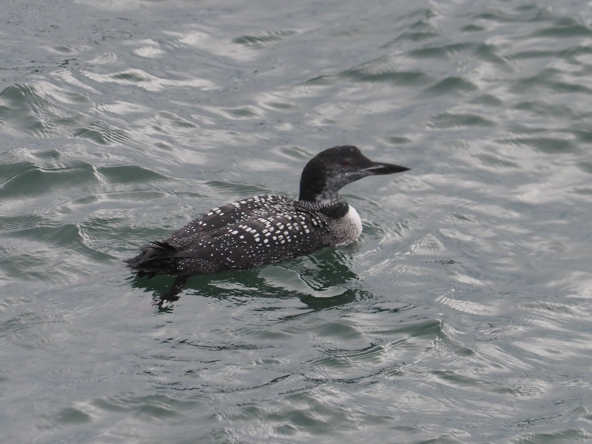 Common Loon - ML625729984