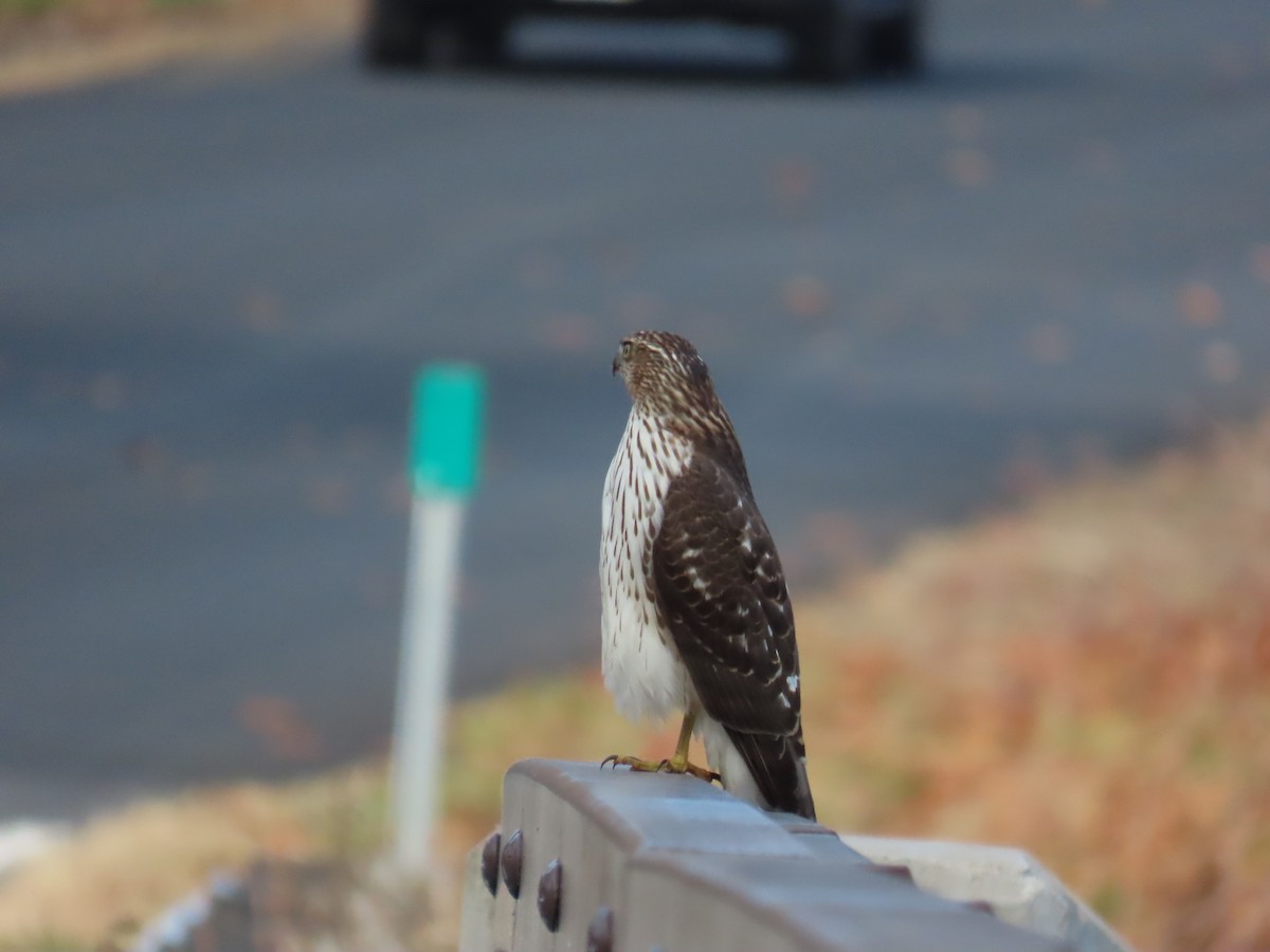 Cooper's Hawk - ML625730145