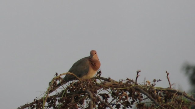Laughing Dove - ML625730149