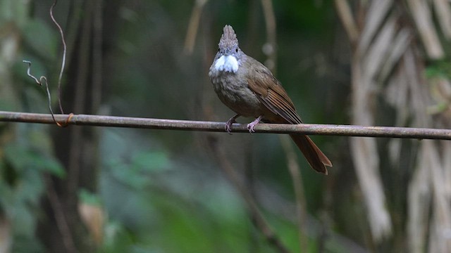 Penan Bulbul - ML625730241