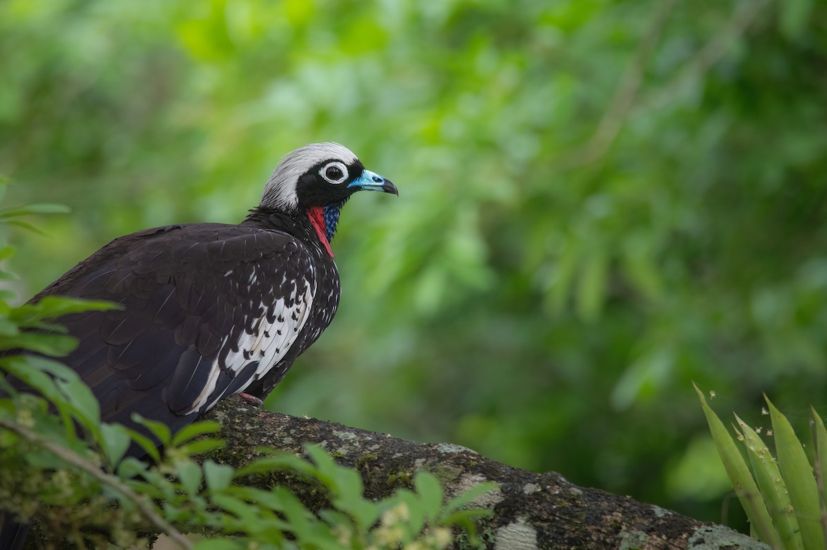 Black-fronted Piping-Guan - ML625730292