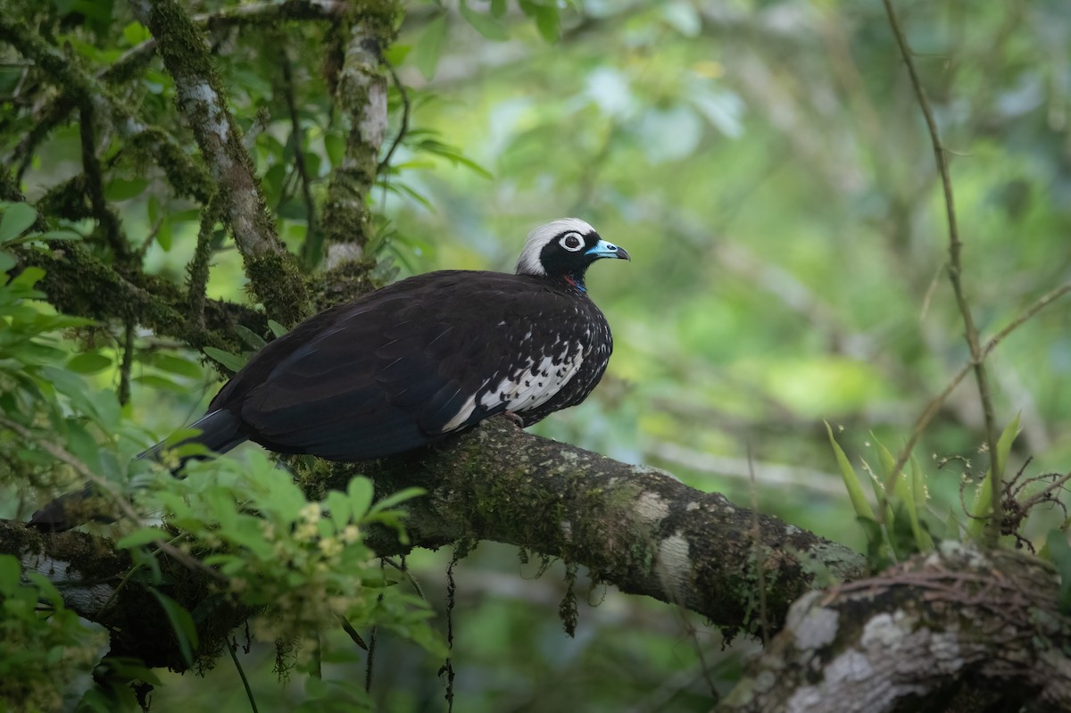 Black-fronted Piping-Guan - ML625730294