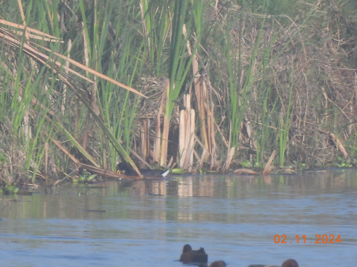 Red-fronted Coot - ML625730317