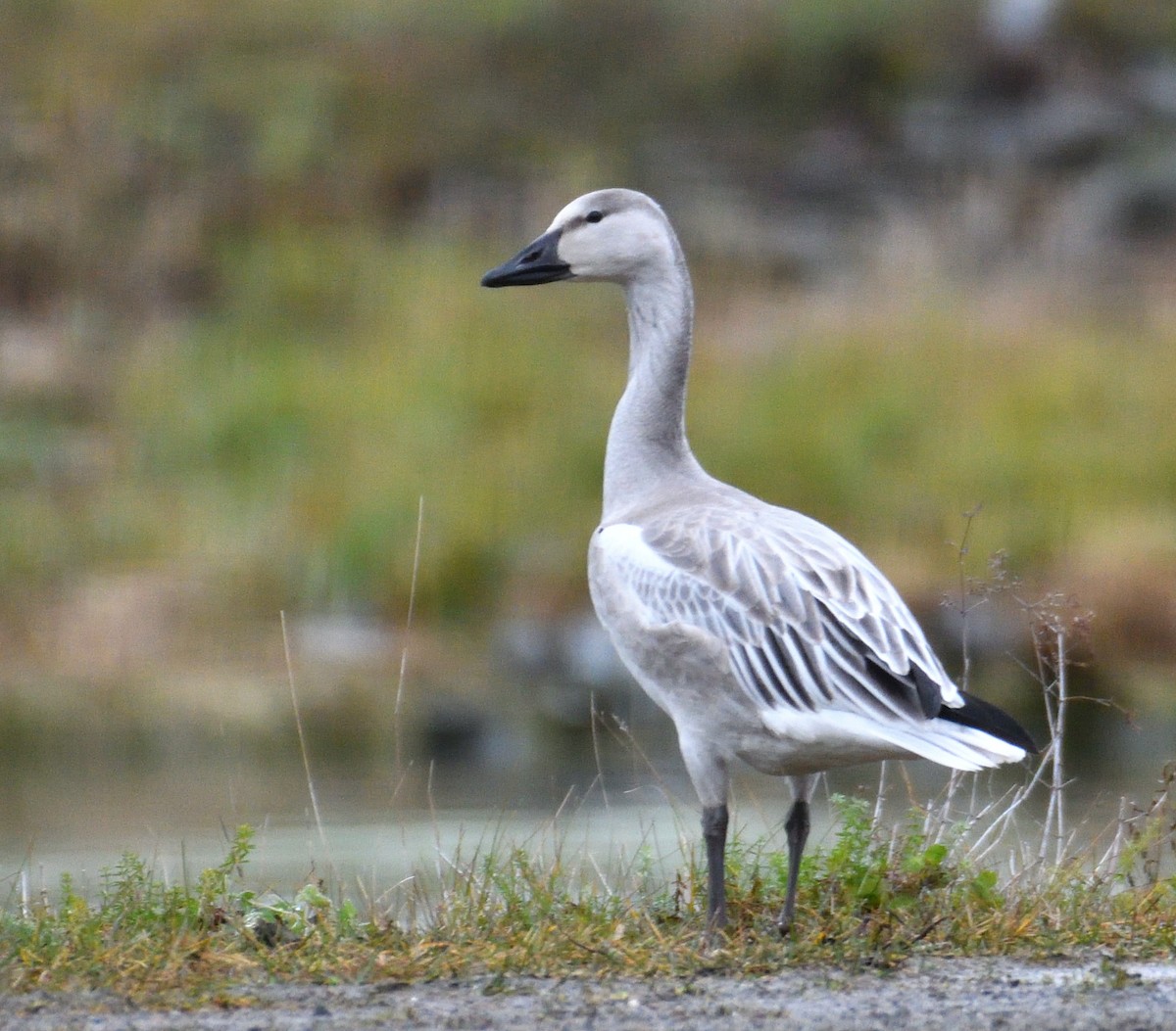 Snow Goose - ML625730421