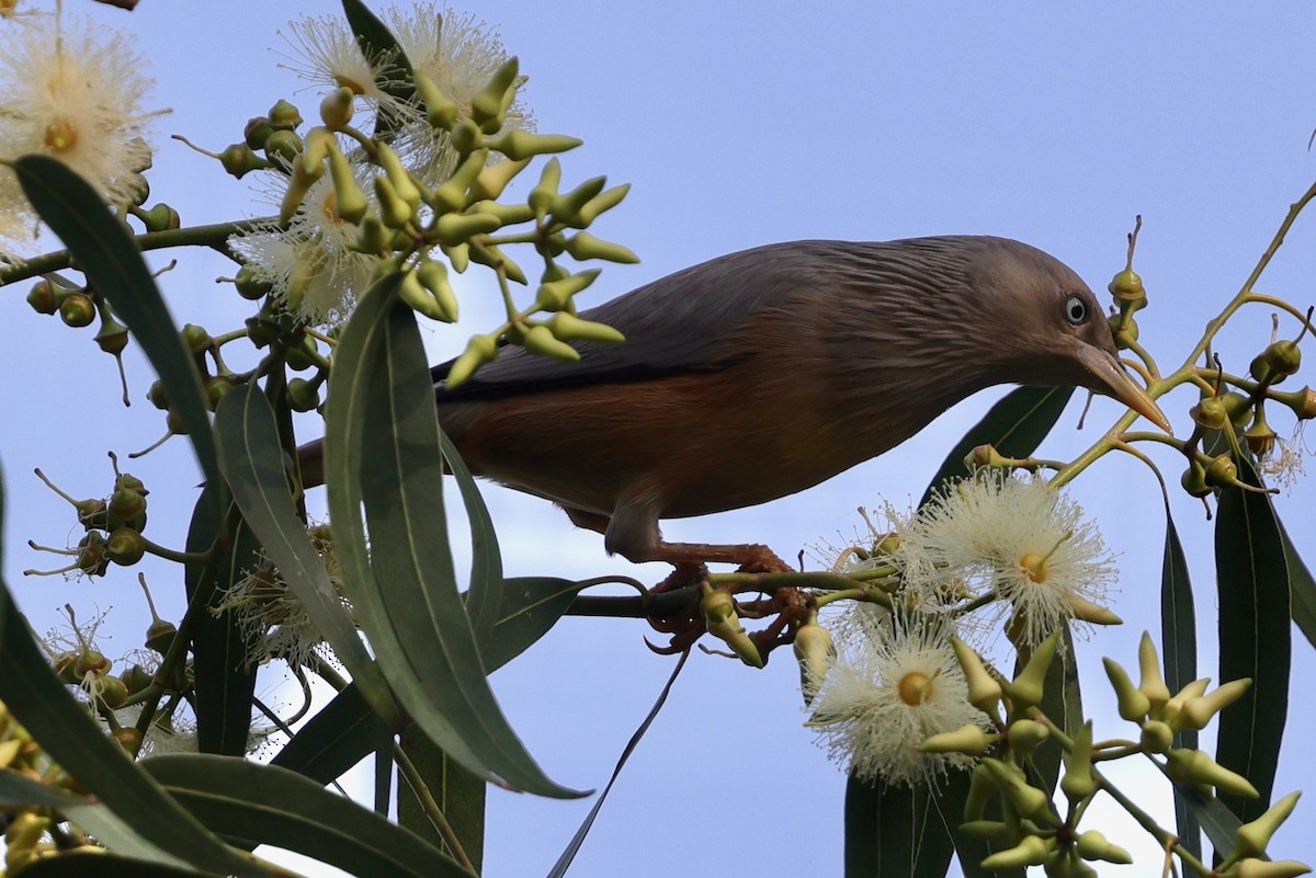 Chestnut-tailed Starling - Rahul Bhandari