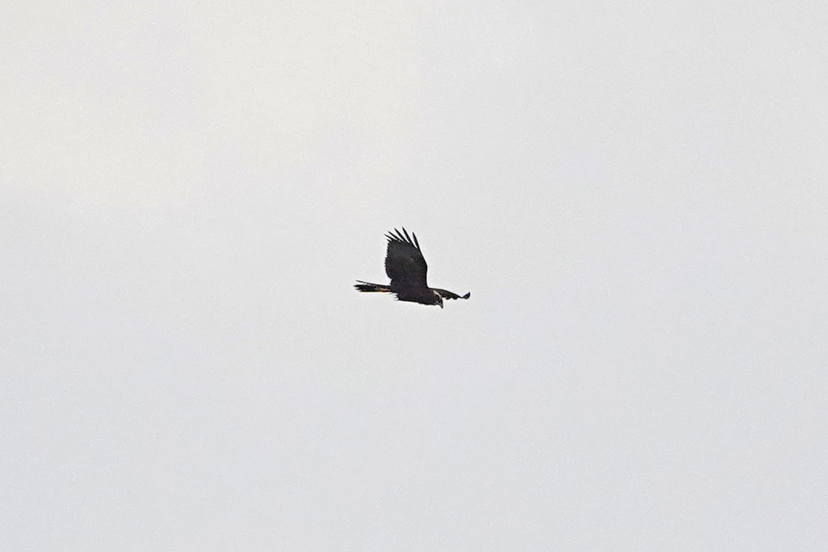 Western Marsh Harrier - ML625730569