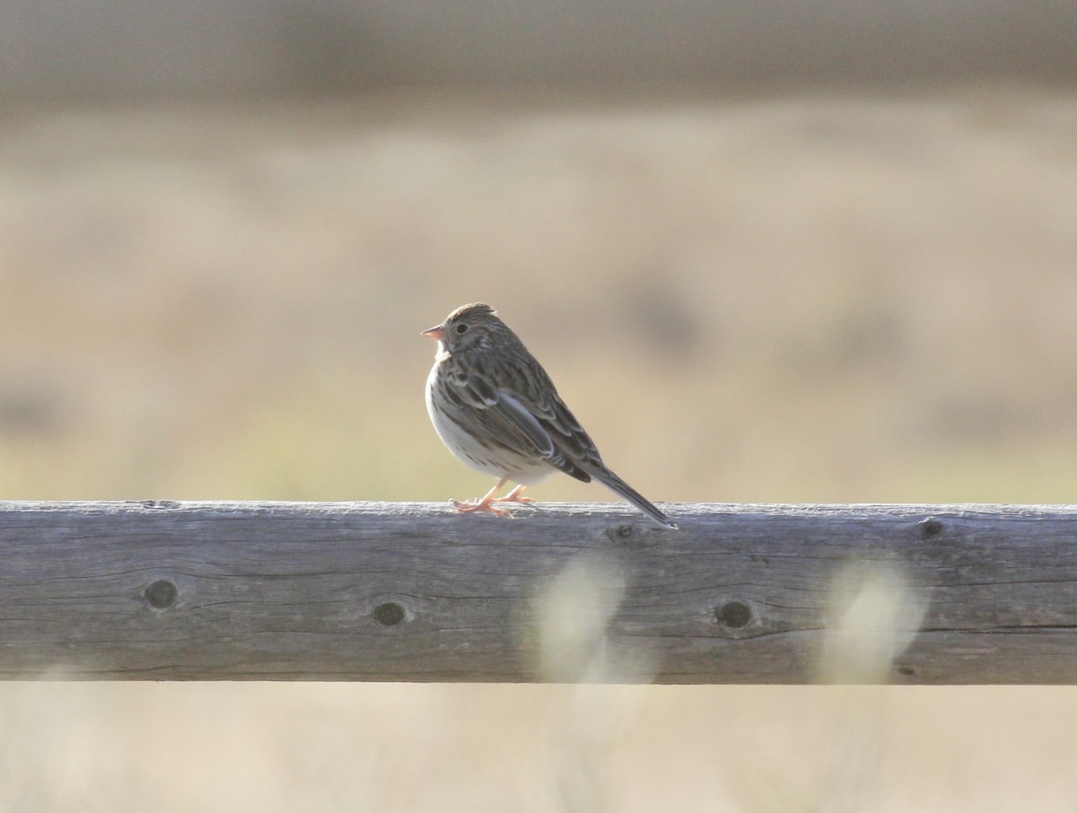 Vesper Sparrow - ML625730640
