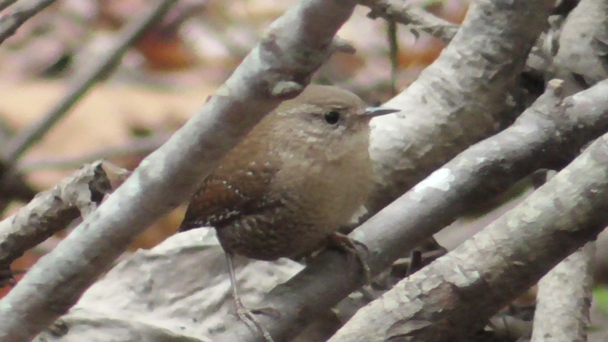 Winter Wren - ML625730663