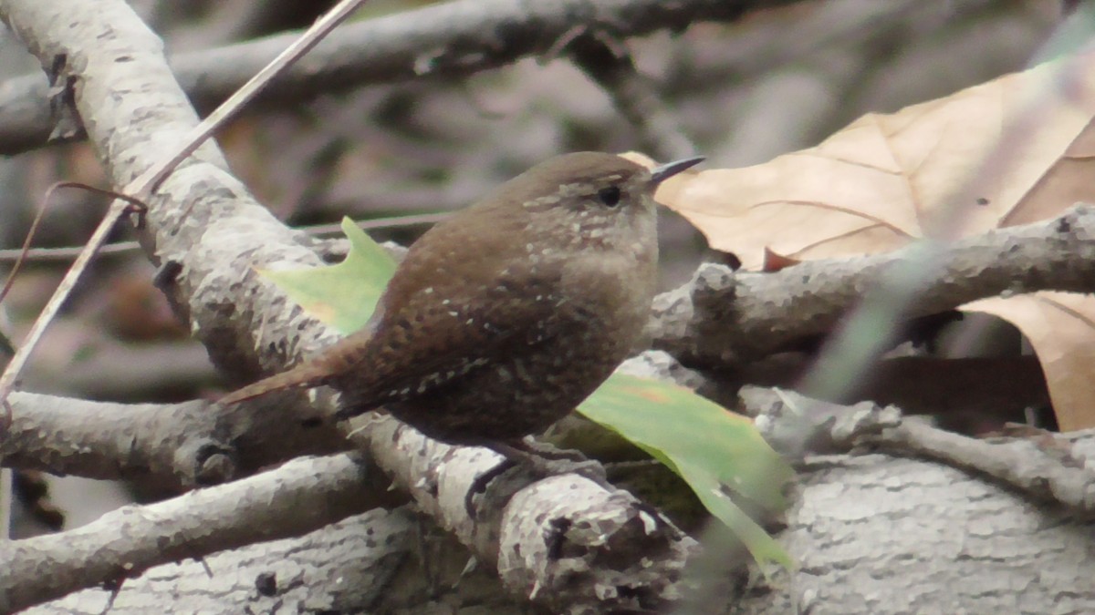 Winter Wren - ML625730666