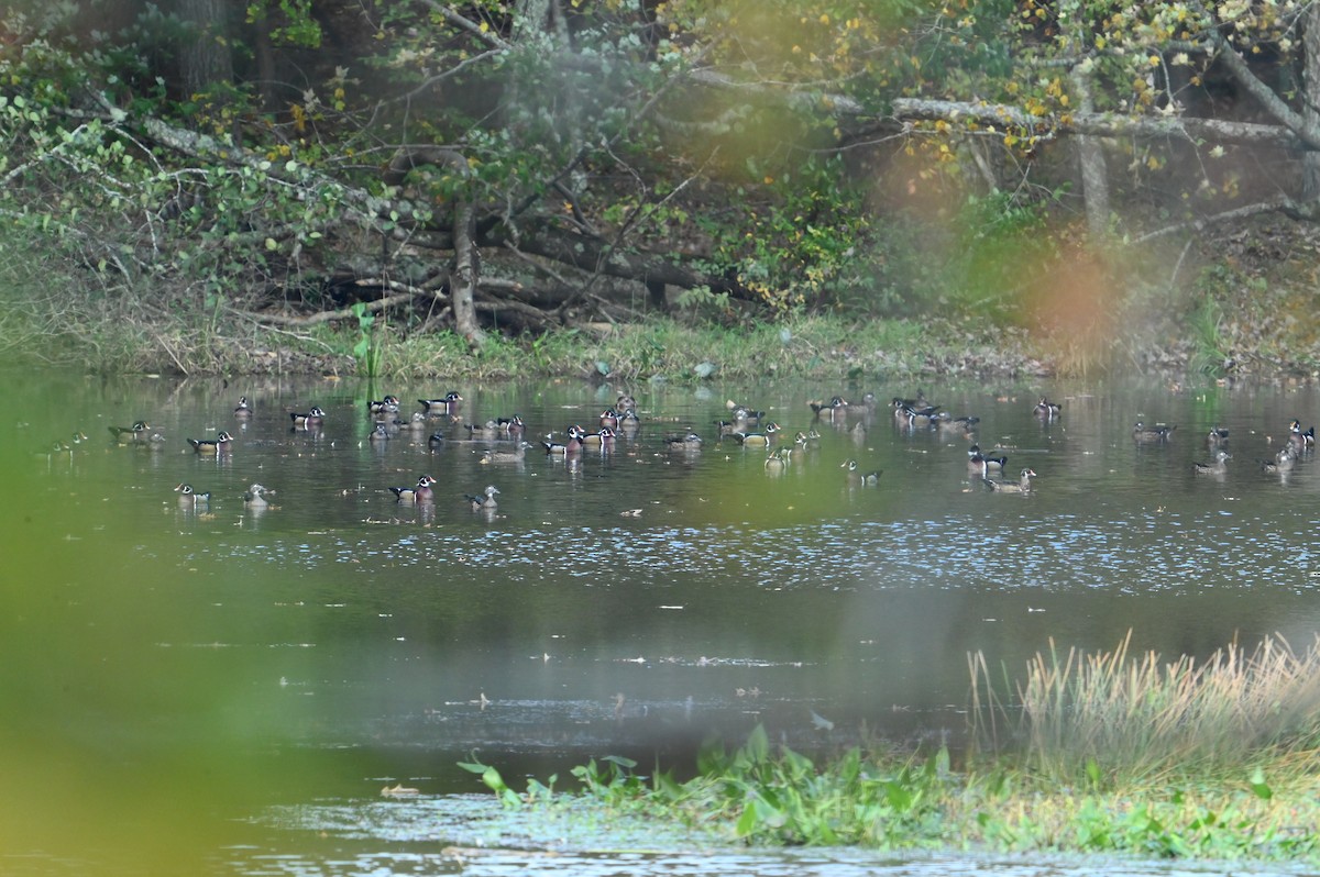 Wood Duck - ML625730804