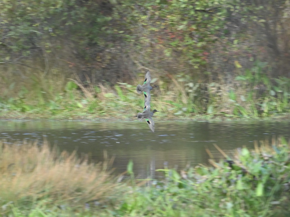 Green-winged Teal - ML625730835