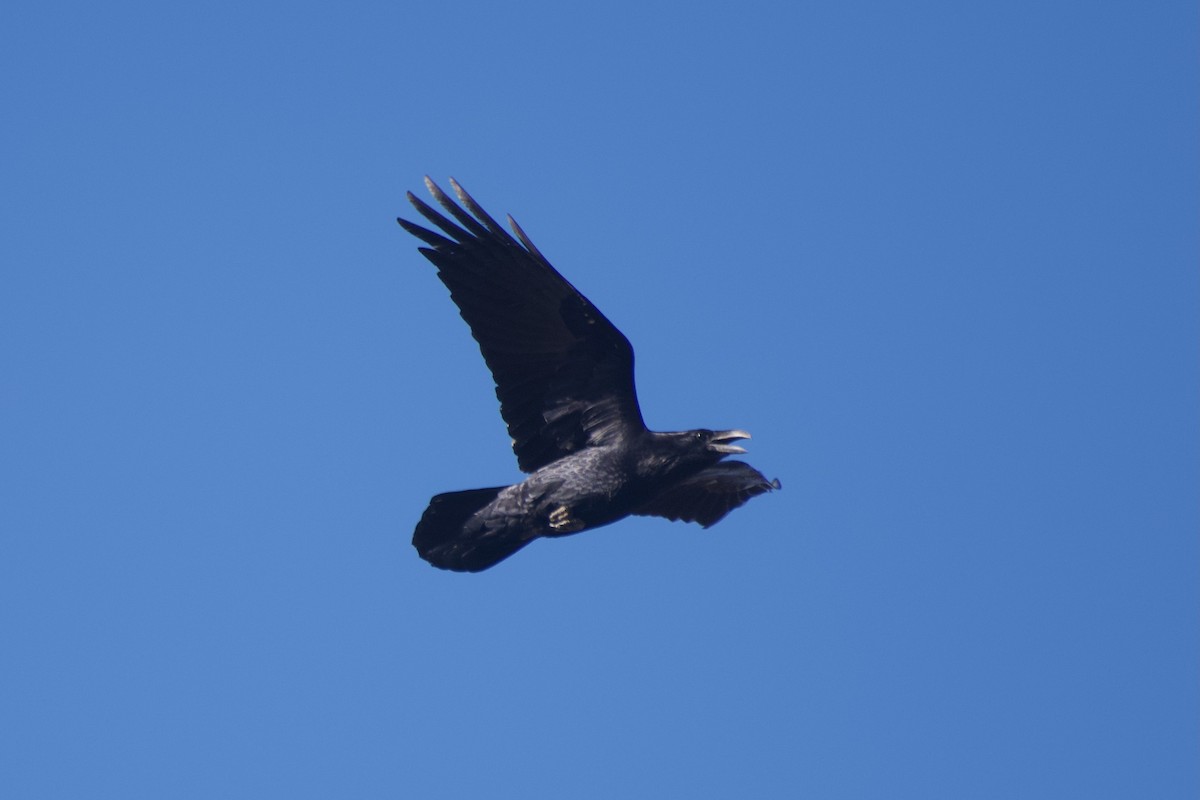 Common Raven - ML625730863