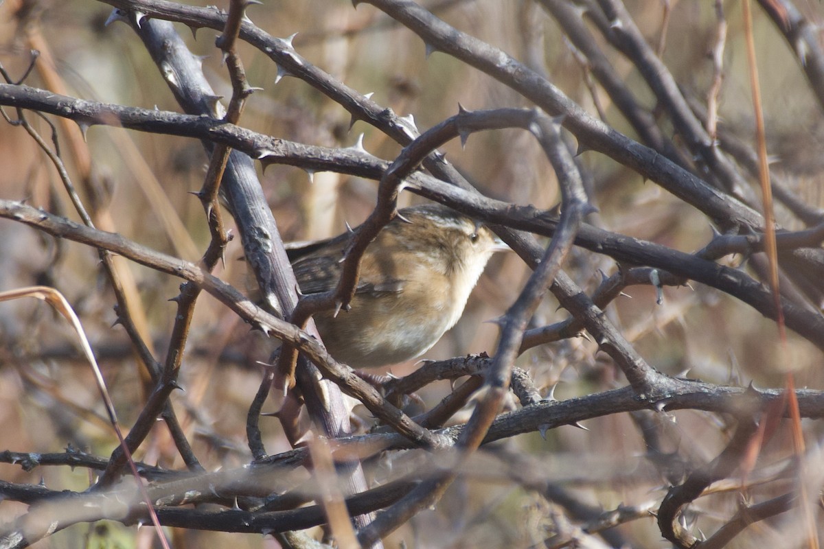 Marsh Wren (palustris Group) - ML625730866