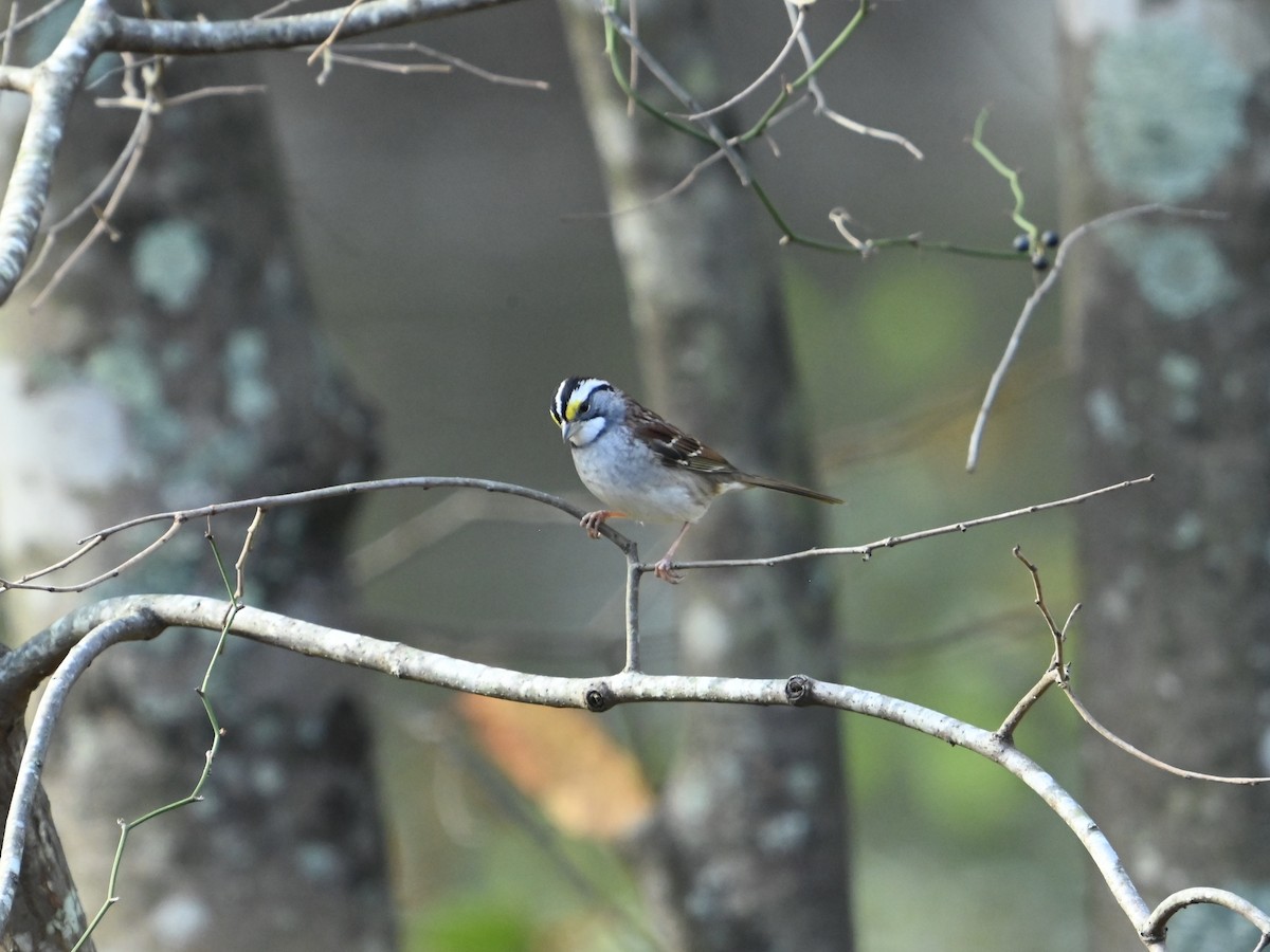 White-throated Sparrow - ML625730872