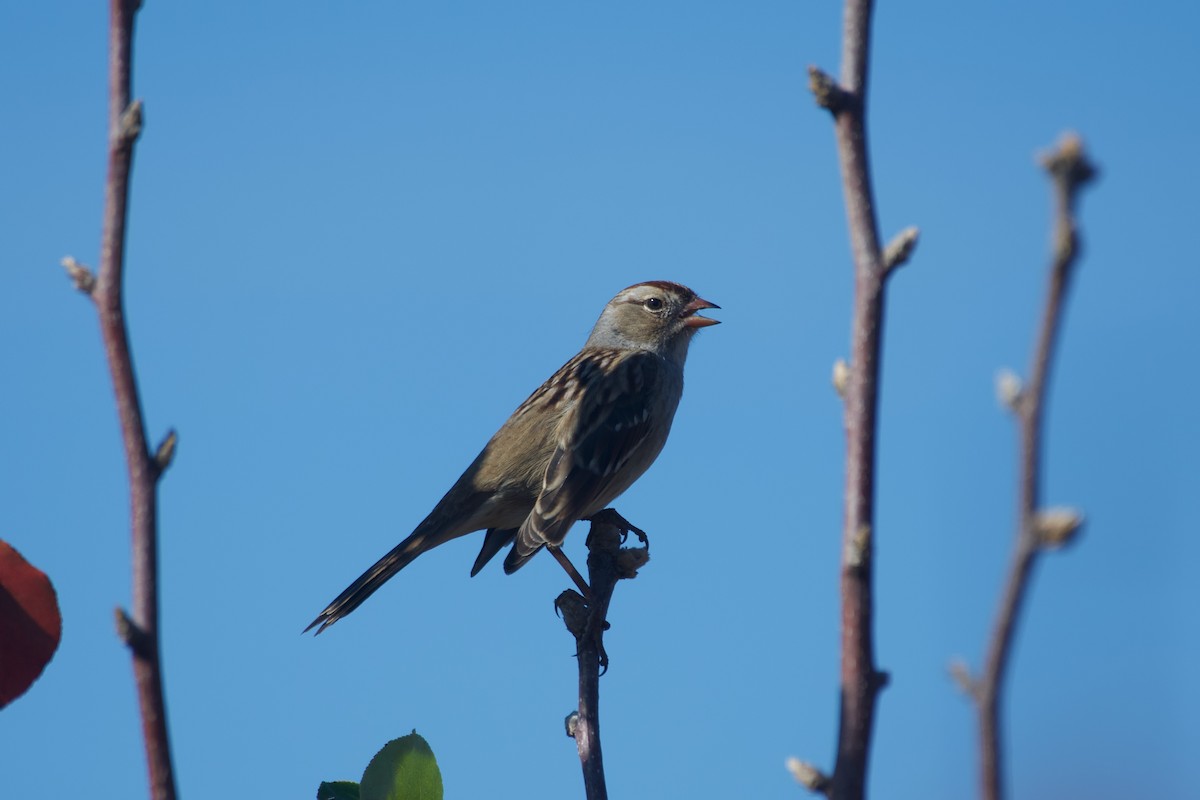 White-crowned Sparrow - ML625730873