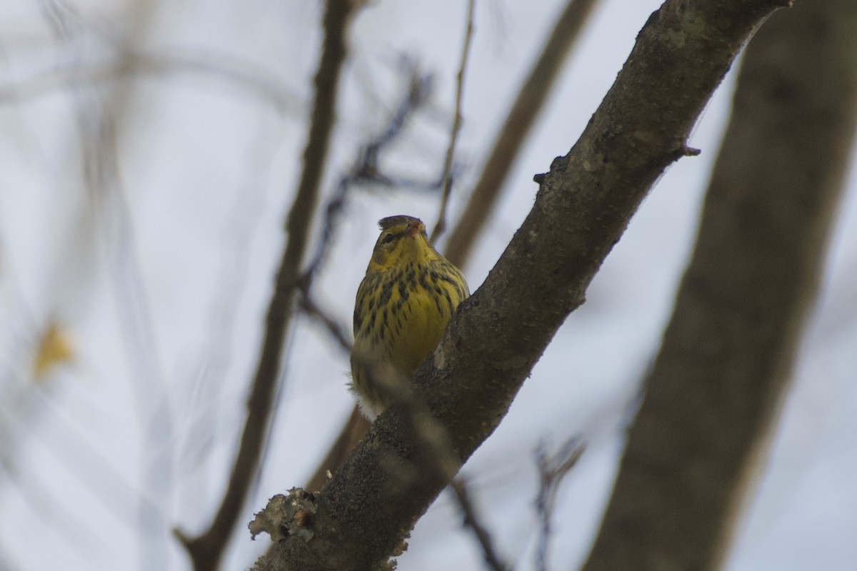 Cape May Warbler - ML625730879