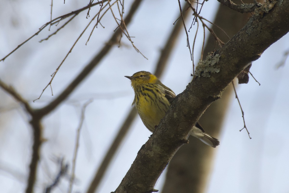 Cape May Warbler - ML625730880