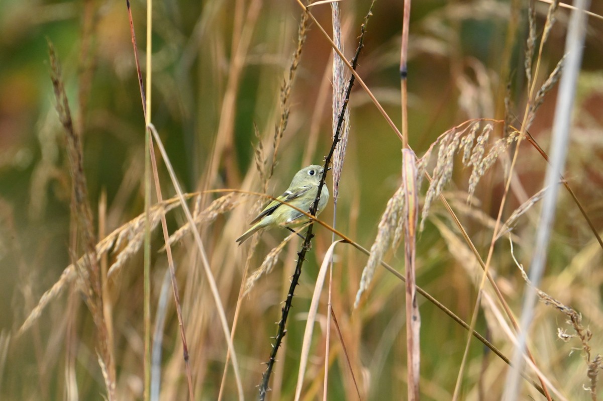 Ruby-crowned Kinglet - ML625730900