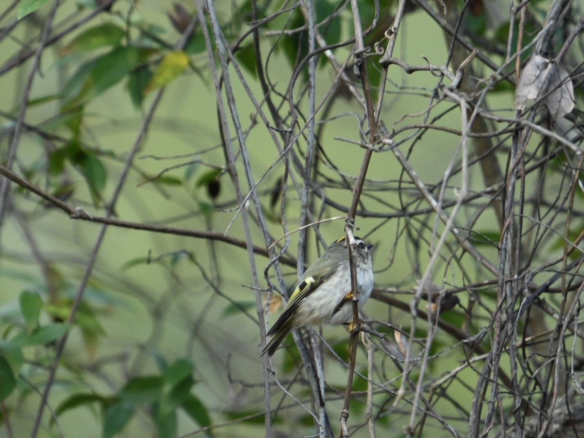 Golden-crowned Kinglet - ML625730931