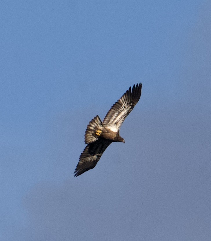 Bald Eagle - ML625730948