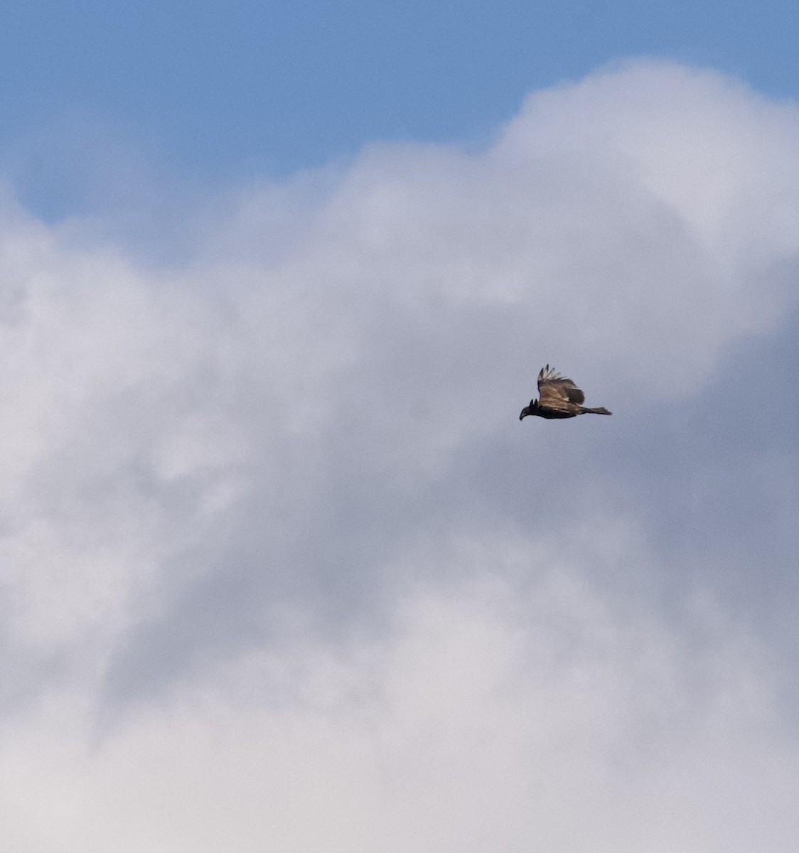 Bald Eagle - ML625730952