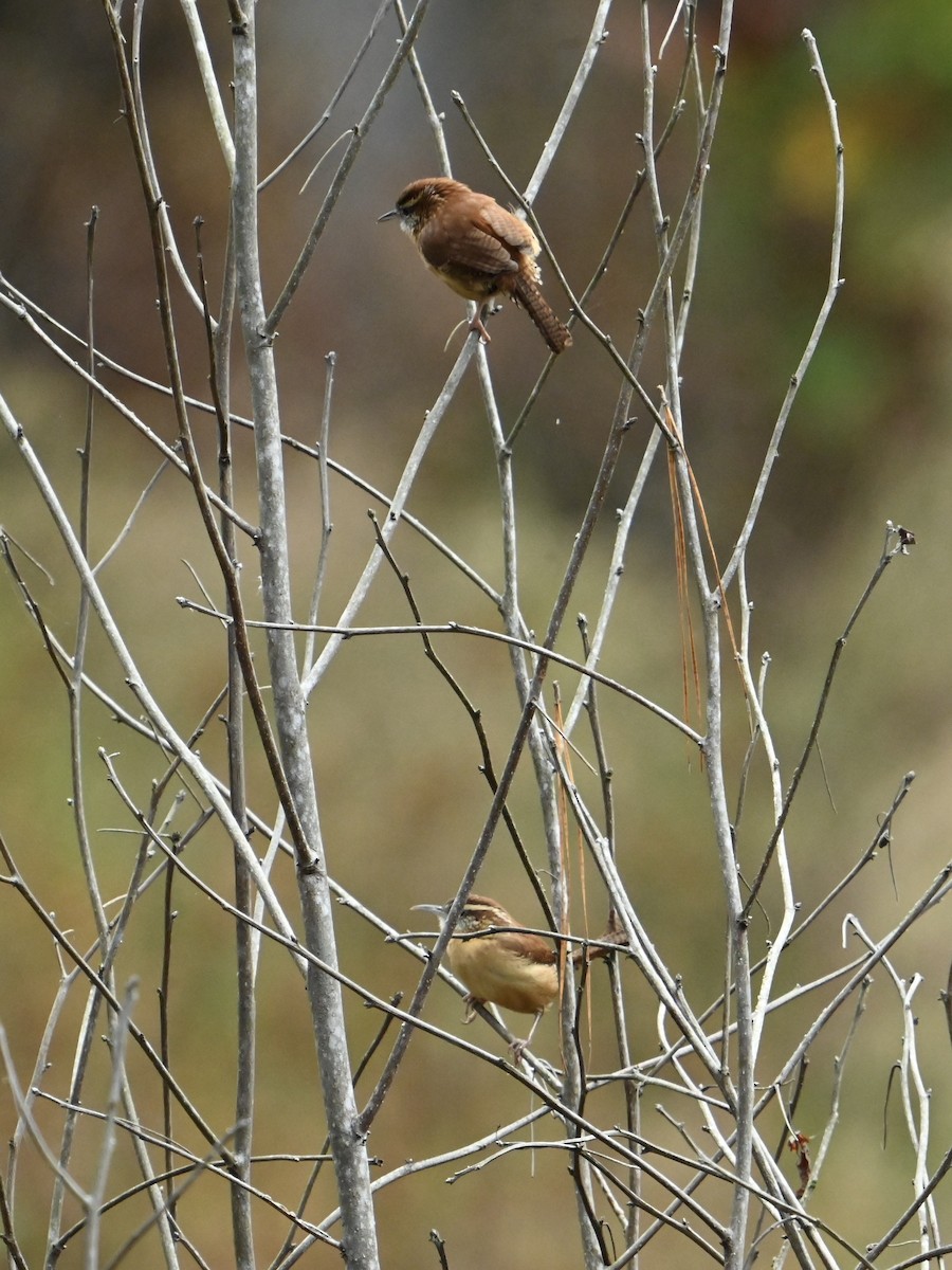 Carolina Wren - ML625730954