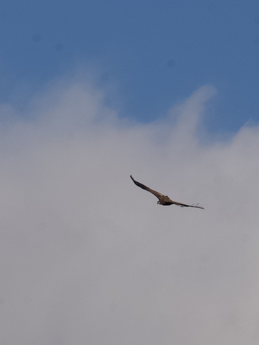 Bald Eagle - ML625730956