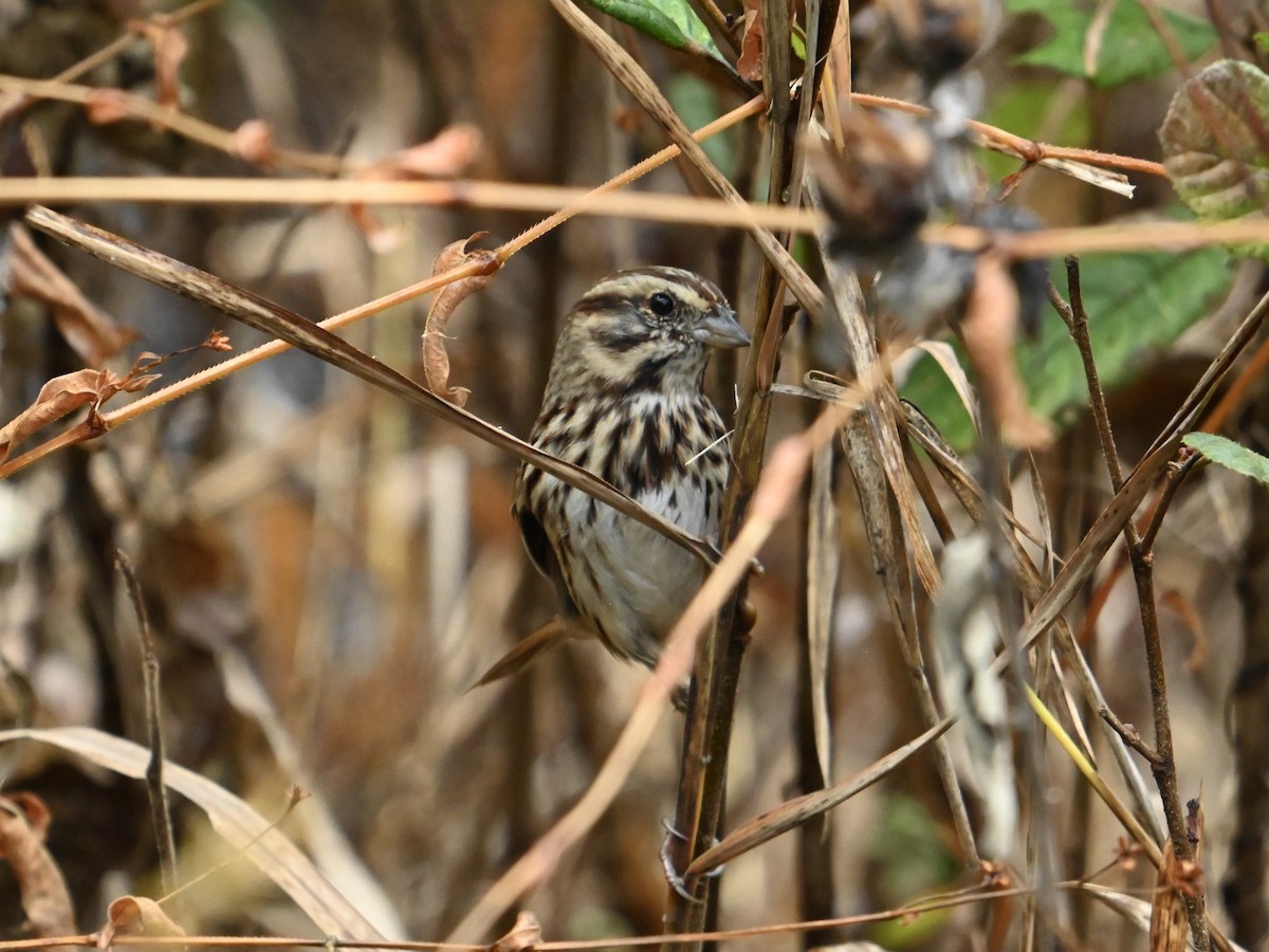 Song Sparrow - ML625731006