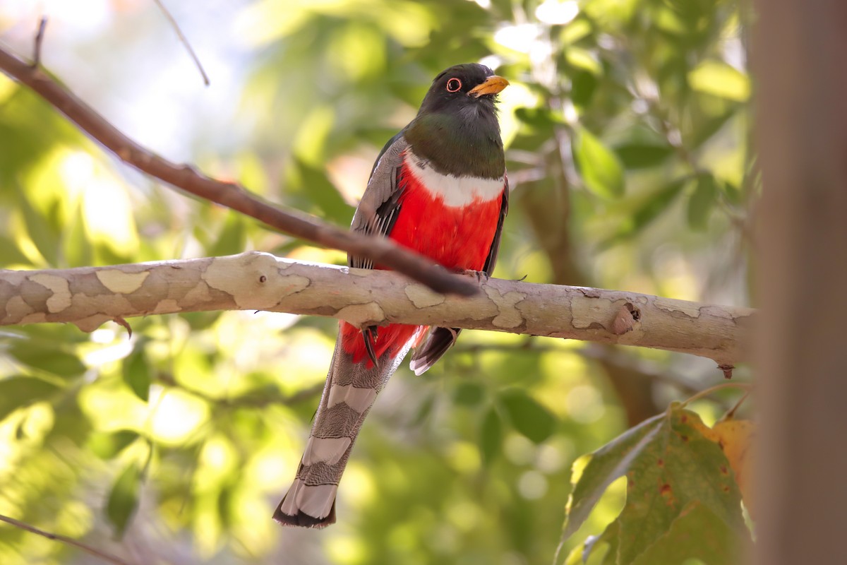 Elegant Trogon - ML625731012