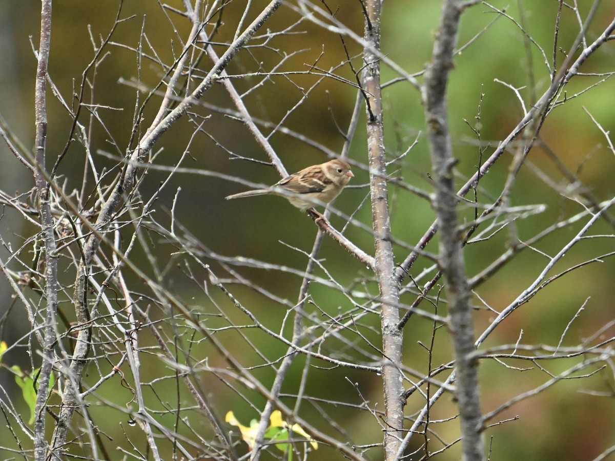 Field Sparrow - ML625731027