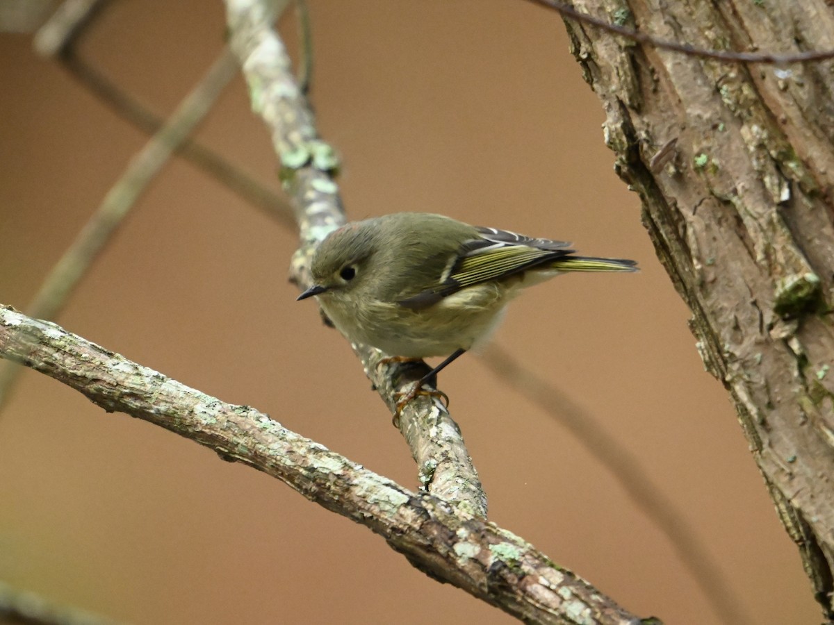 Ruby-crowned Kinglet - ML625731042