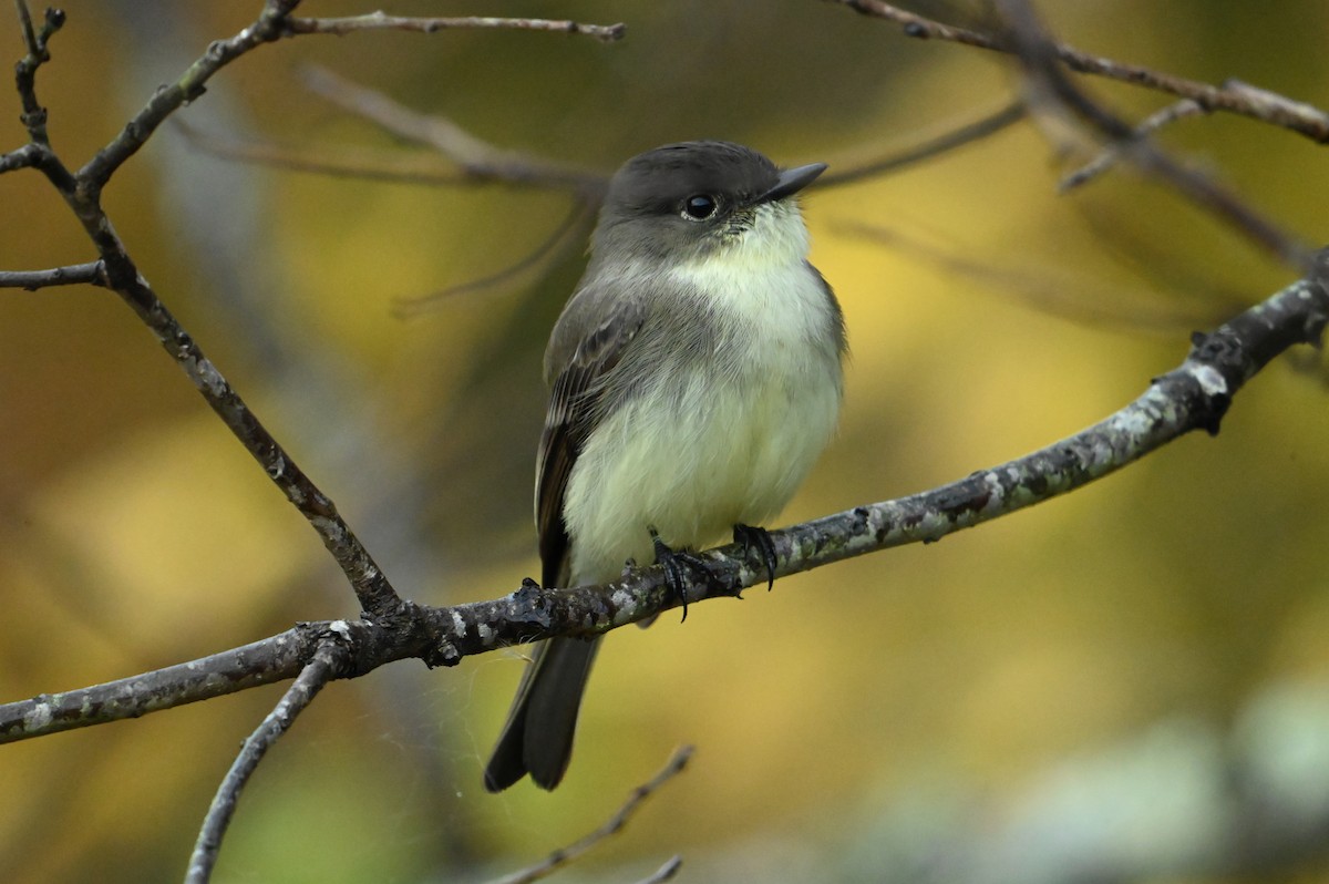 Eastern Phoebe - ML625731049