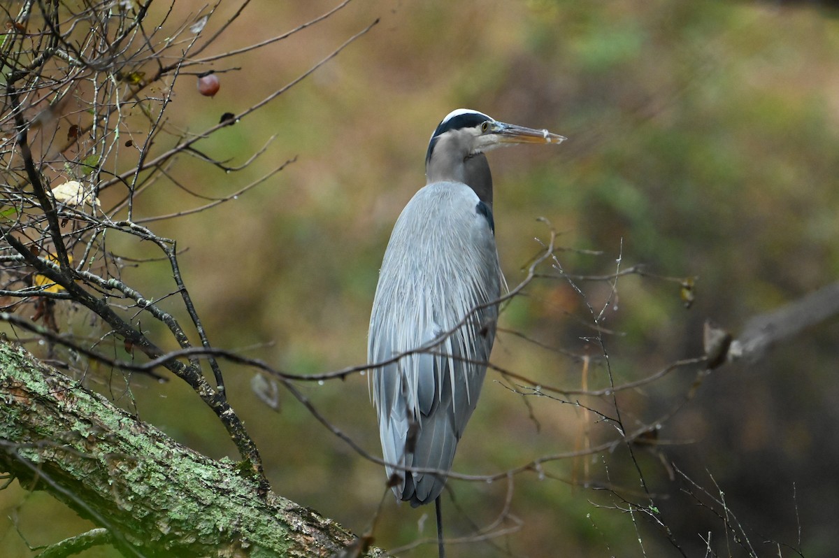 Great Blue Heron - ML625731062