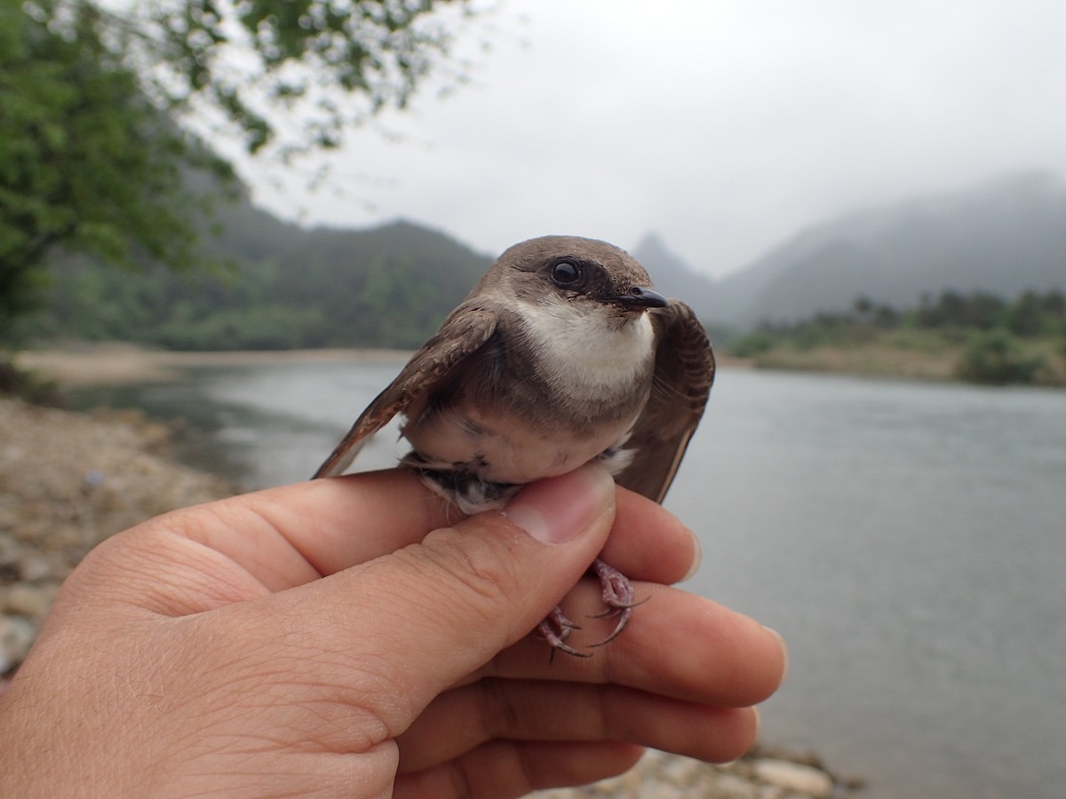 ウスショウドウツバメ - ML625731117