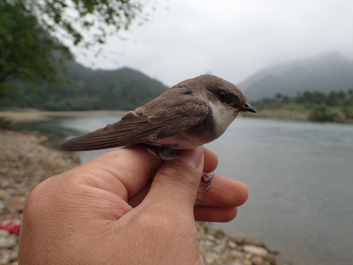 ウスショウドウツバメ - ML625731119