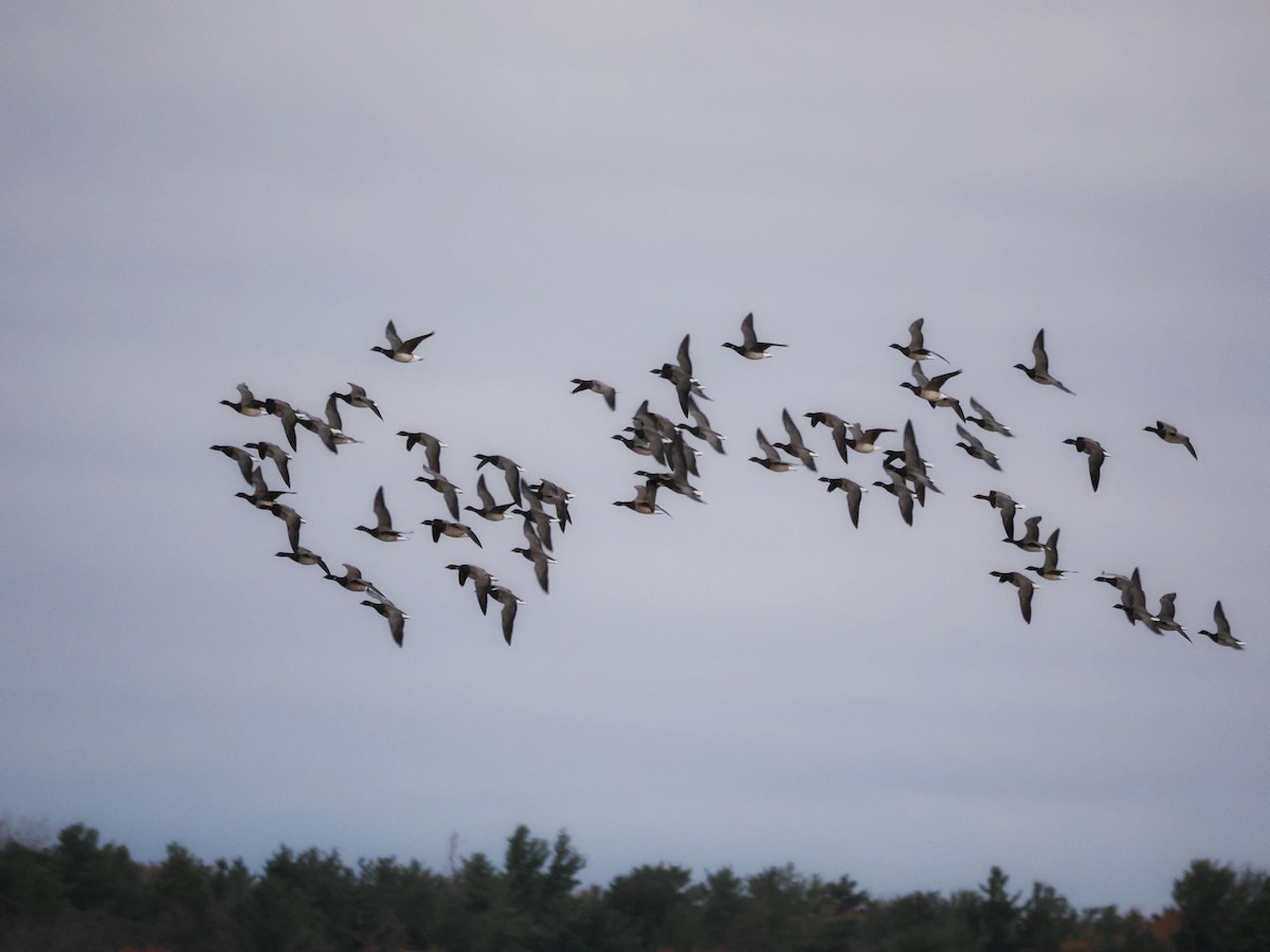 Brant - ML625731287