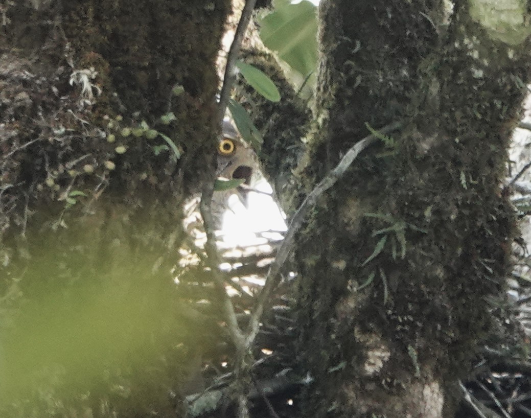 Henst's Goshawk - ML625731311